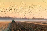 Cloud Of Gulls_10480